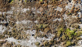 Old limestone surface with moss for background