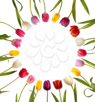 Different color  tulips in the form of circle isolated on white background