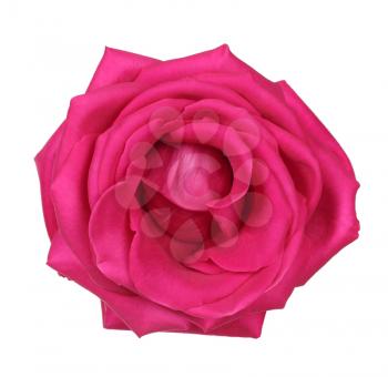 Top of pink rose isolated on white background