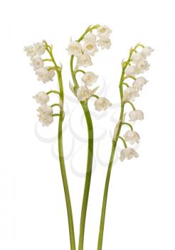 Lily of the valley flowers isolated on white background