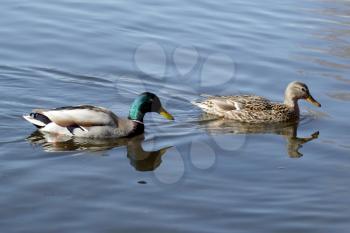 Couple of wild ducks swiming in the lake