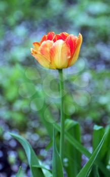 Spring red tulip flower on a blur background