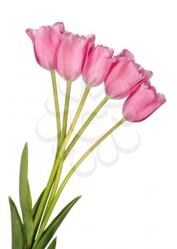 Pink tulip flowers bouquet isolated on white background