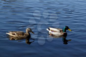 Male and female mallard ducks swimming on a pond with blue water while looking for food