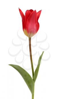 Beautiful red tulip isolated on a white background
