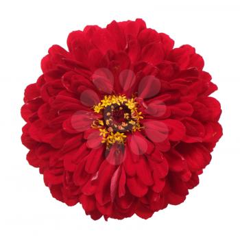 Red Zinnia flower isolated on white background
