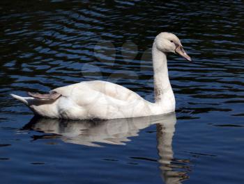 Young white swan swim in water scene
