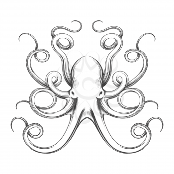 Engraved octopus vector illustration. Hand drawn giant octopus isolated on white background