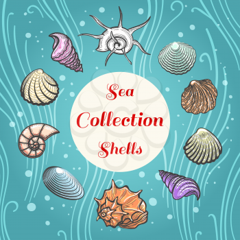 Sea shells hand drawn illustration. Beach aquatic vector shell composition with text