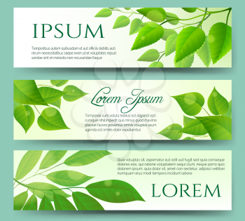 Green leaves banners with white background. Green leaf nature eco spring headers
