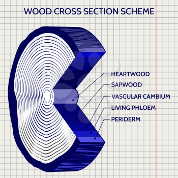 Sketch of wood cross section scheme on notebook background. Vector illustration