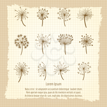 Vintage botanical poster with dandelion and seeds. Vector illustration