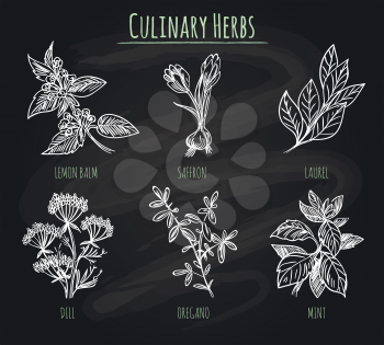 Hand Drawn laurel and dill, oregano and mint culinary spicy herbs on chalkboard background
