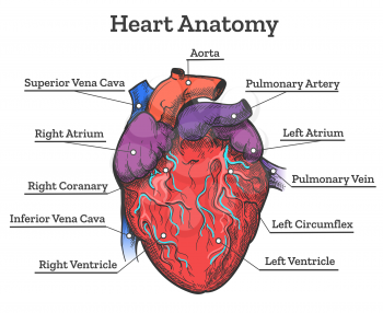 Heart anatomy colored sketch. Anatomic human cardiac muscle diagram vector illustration