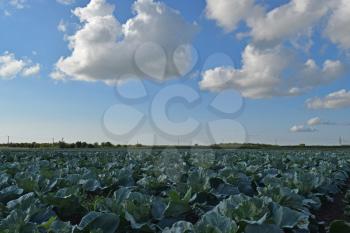 Cabbage field. Cultivation of cabbage in an open ground in the field. Month July, cabbage still the young.