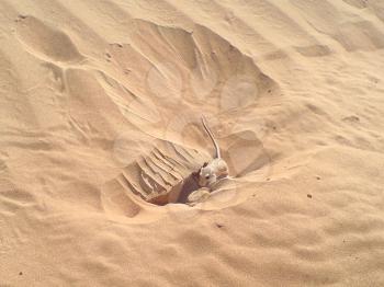 Mouse near a hole in sand. Fauna of the desert.
