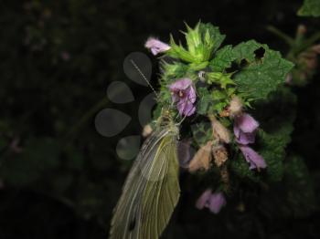 Butterfly on a flower drinking nectar. Insect pollinators.