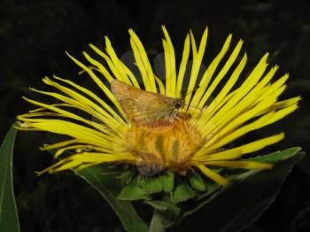 Butterfly on a flower drinking nectar. Insect pollinators.