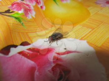 Fly on the table cloths. Pest in the home.