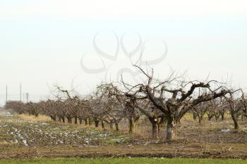 Cropped trees in the apple orchard. Care orchard, pruning trees.