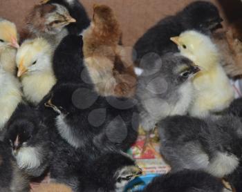 Little chickens. Poultry in individual hen house.