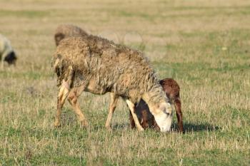 Sheep in the pasture. Grazing sheep herd in the spring field near the village. Sheep of different breeds.