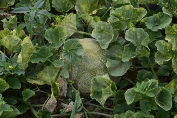 The growing melon in the field. Cultivation of melon cultures.