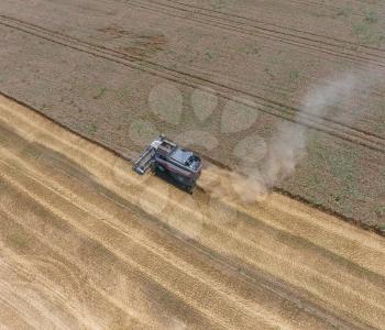 Harvesting wheat harvester. Agricultural machinery in operation.