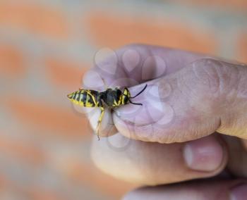 Common wasp on pinched fingers. Caught wasp.