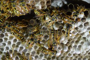 Wasp nest with wasps sitting on it. Wasps polist. The nest of a family of wasps which is taken a close-up.