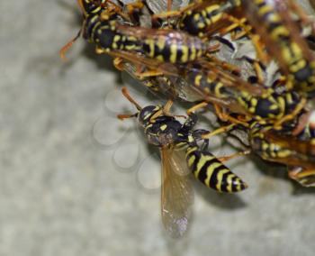 Wasp nest with wasps sitting on it. Wasps polist. The nest of a family of wasps which is taken a close-up.