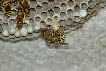 Wasp nest with wasps sitting on it. Wasps polist. The nest of a family of wasps which is taken a close-up.