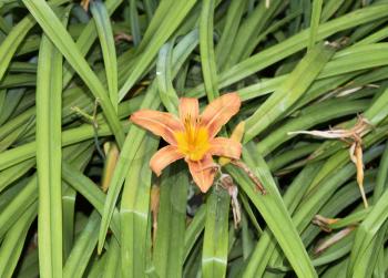 Orange lily flower. Flowering lily single flower.