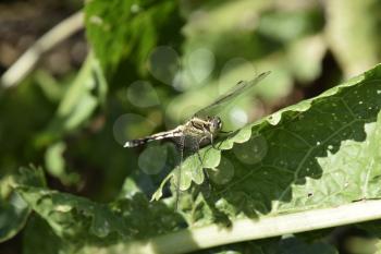 Dragonfly on a leaf of horseradish. Insect predators.
