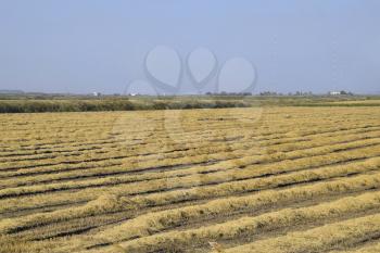 Harvesting rice in the fields. Beveled rice in field.