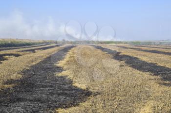 burning track in paddy field. Landscape burning field