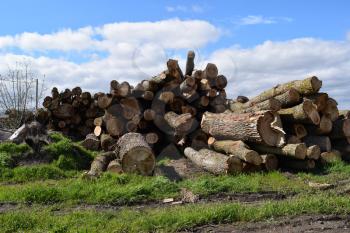 Logs are piled in a heap in front of the sawmill. Raw materials for the wood industry.