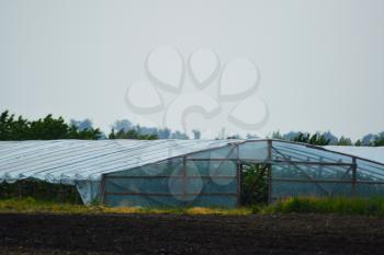 The greenhouse with cucumbers. Cultivation of cucumbers in the protected soil.