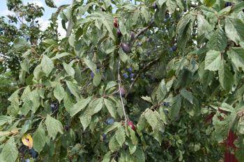 Prunes, ripen on the branches. Growing plums in the garden.