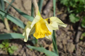 Narcissus flower with bee. Blooming onion on a bed.