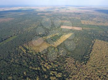 The forest Red forest. Landscape with a bird's eye view.