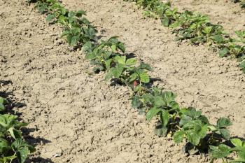 The bed of strawberries in the garden. Growing strawberries in rows. Strawberry blossoms and bears fruit.