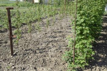 The beds raspberries. The stems of raspberries on a trellis Squirting. Growing raspberries in the garden.