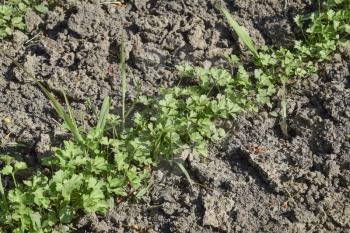 Growing parsley in the garden. The stems and leaves of parsley plant spicy culture.