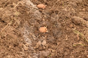 Planting potatoes in the garden. Potatoes in the furrow.