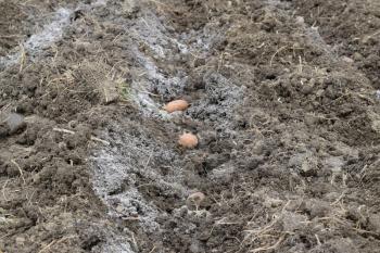 Planting potatoes in the garden. Potatoes in the furrow.