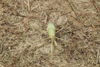 Mantis on the ground. Mantis looking at the camera. Mantis insect predator.
