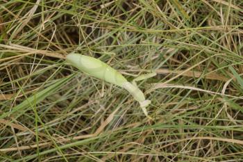 Mantis on the grass. Mantis looking for prey. Mantis insect predator