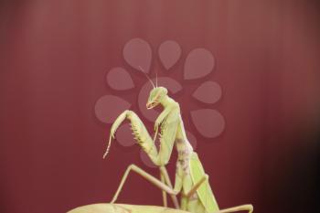 Mantis on a red background. Mating mantises. Mantis insect predator