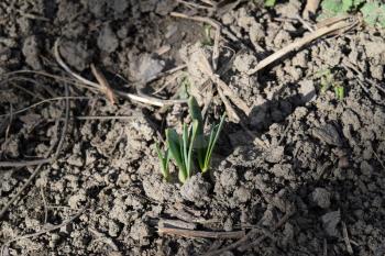 Spring sprouts of bulbous plants. Awakening of spring plants
